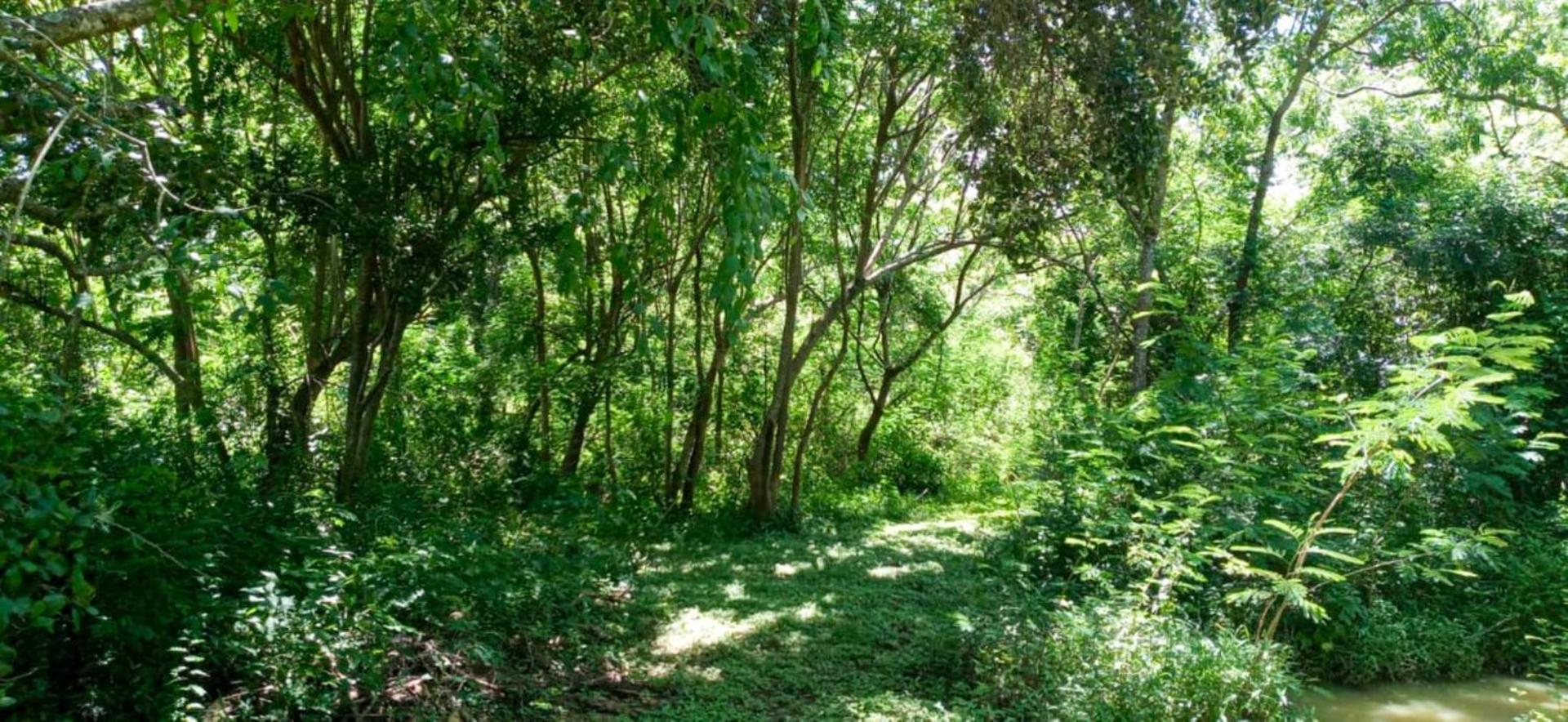 Lavish Eco Jungle Ξενοδοχείο Tissamaharama Εξωτερικό φωτογραφία
