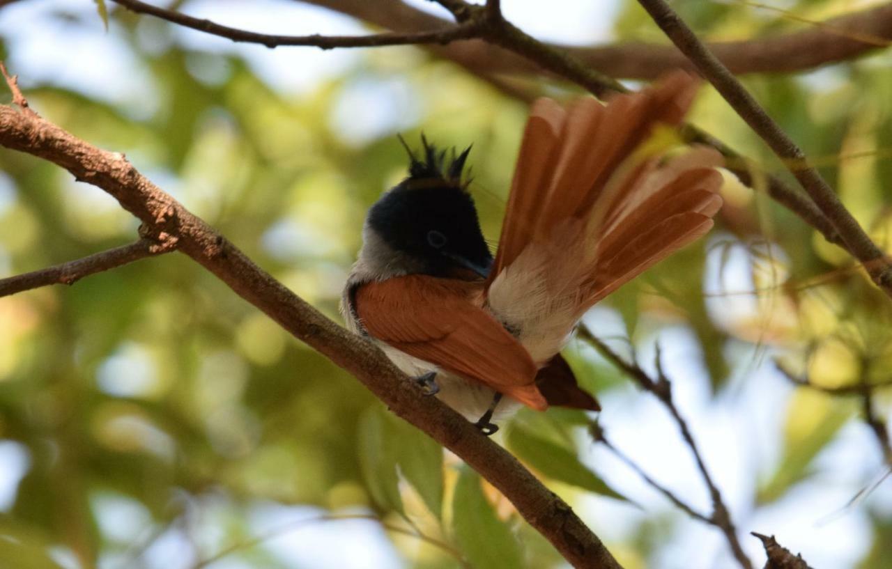 Lavish Eco Jungle Ξενοδοχείο Tissamaharama Εξωτερικό φωτογραφία