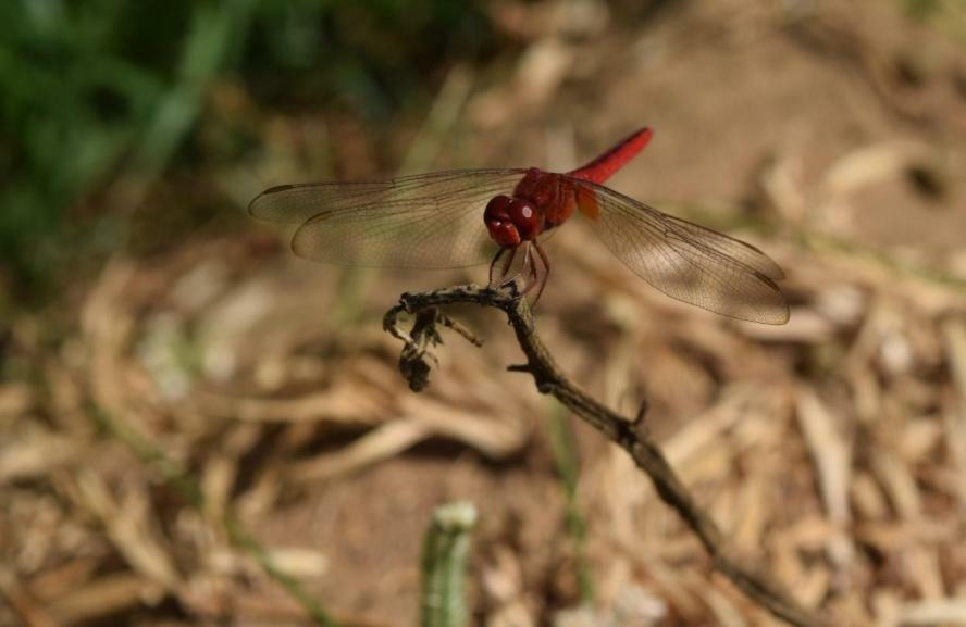 Lavish Eco Jungle Ξενοδοχείο Tissamaharama Εξωτερικό φωτογραφία